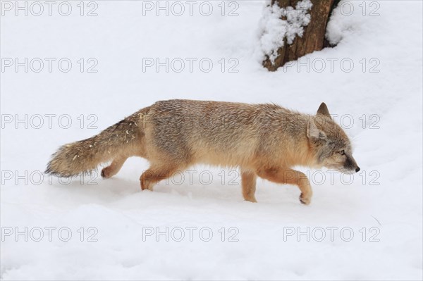 Corsican fox