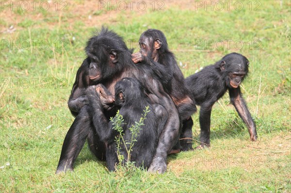 Bonobos