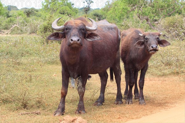 Asian water buffalo