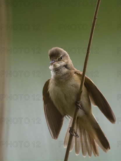 Great Reed Warbler