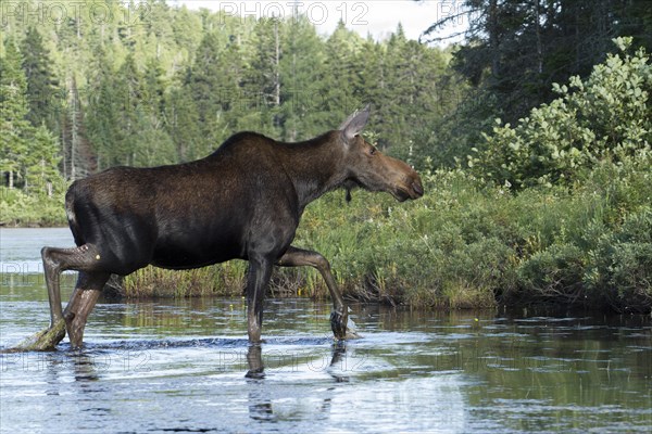 Moose