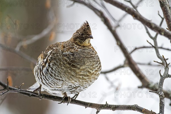 Ruffed grouse