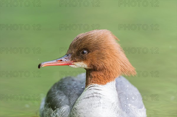 Smew