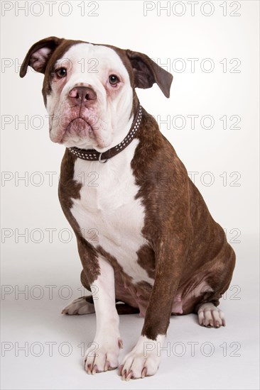 Olde English Bulldog