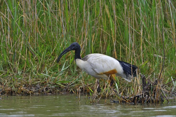 African sacred ibis