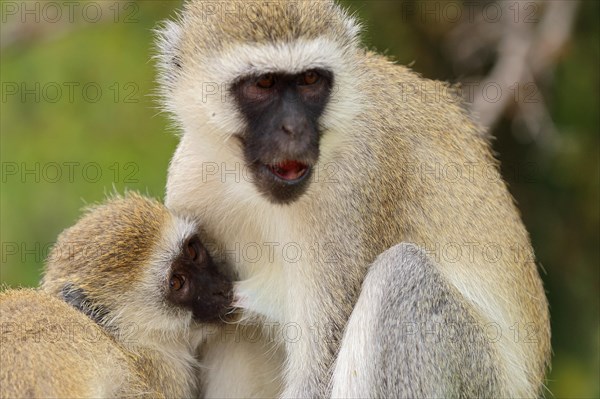 Vervet Monkey