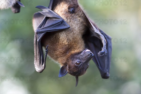 Indian Flying Fox