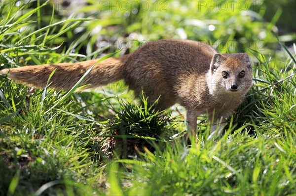 Red meerkat