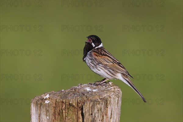 Reed bunting