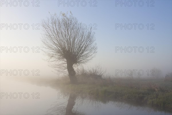 White willow