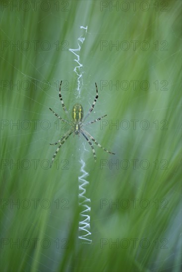 Wasp spider