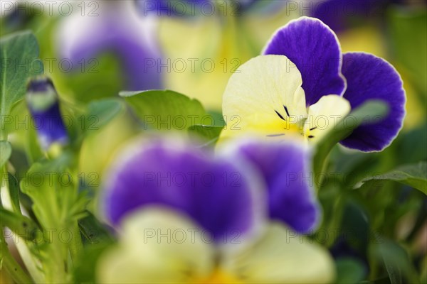 Pansy