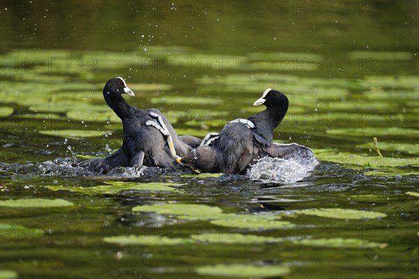 Fighting eurasian coots