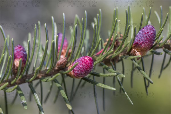 European silver fir