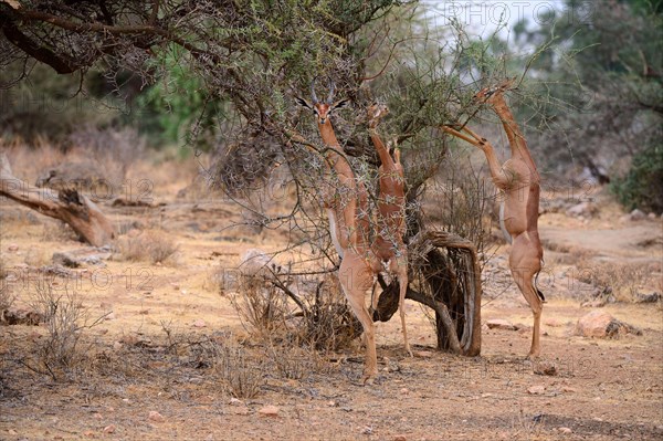 Gerenuk