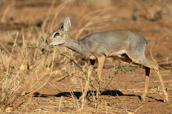 Kirk's dik dik