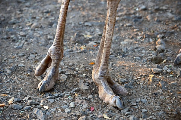 Close up on feet of Masai ostrich