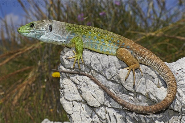 Scaled lizard