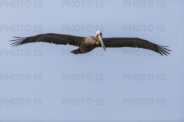 Brown Pelican