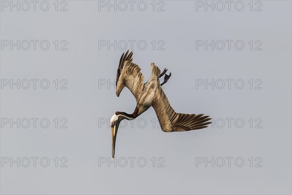 Brown Pelican