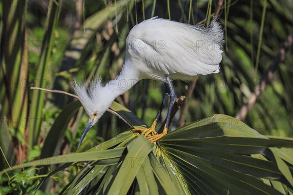 Snowy Egret