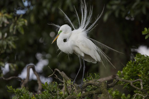 Great egret