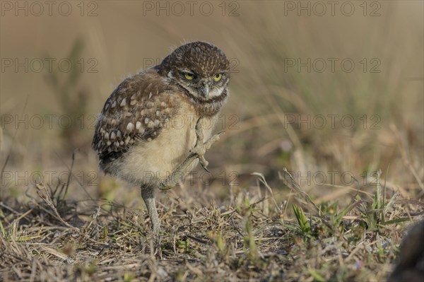 Burrowing owl