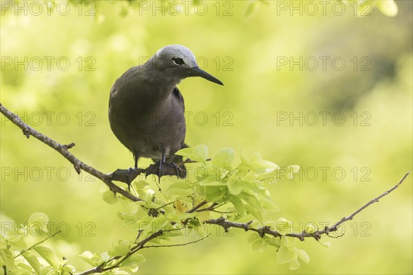 Lesser noddy