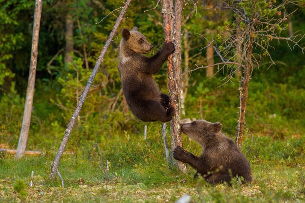 European Brown bear