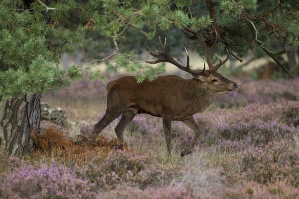 Red deer in the Hoge Veluwe National Park