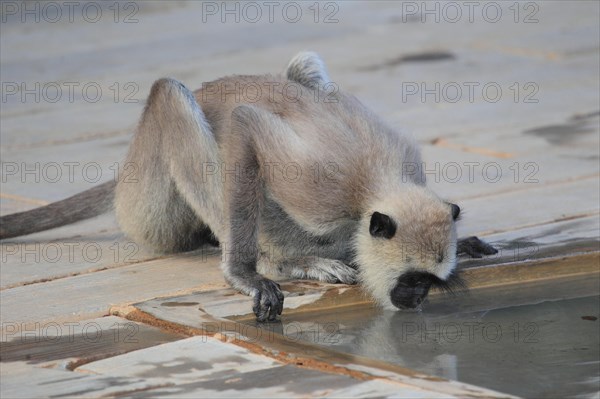 Entellus langur of Ceylon