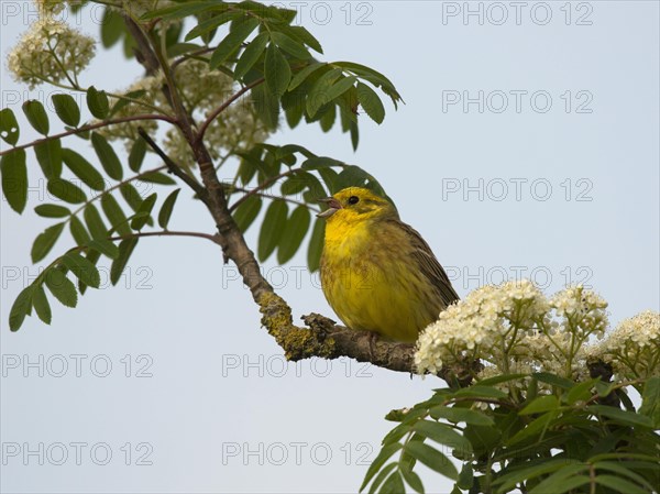 Yellowhammer