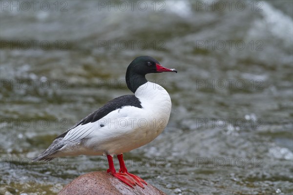 Common merganser