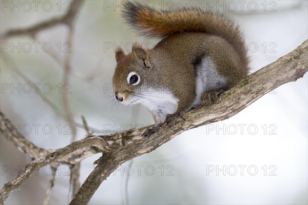 Red squirrel perched on a branch