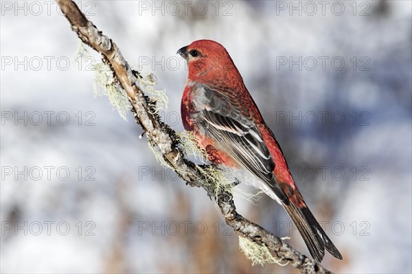 Male Pine Grosbeak