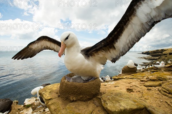 Black-browed Albatross