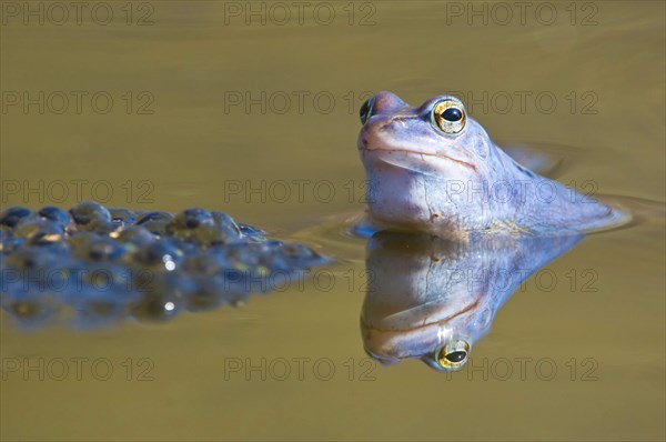 Moor frog