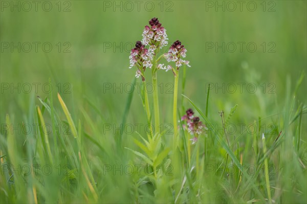 Burnt-tip orchid