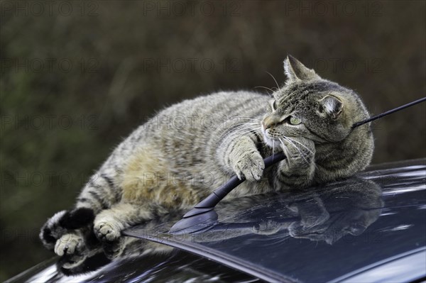 House cat on car roof