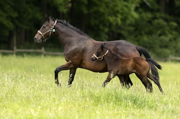 English thoroughbred