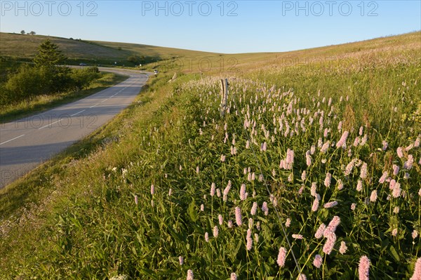 Meadow knotweed