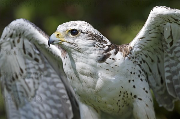 Saker falcon