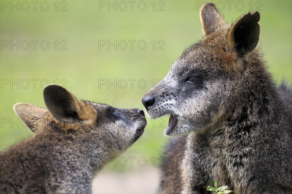 Bennett's wallaby