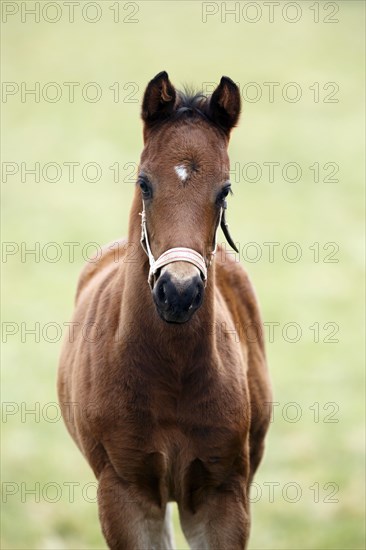 English thoroughbred horse