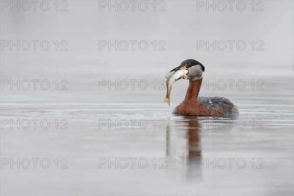 Red-necked grebe