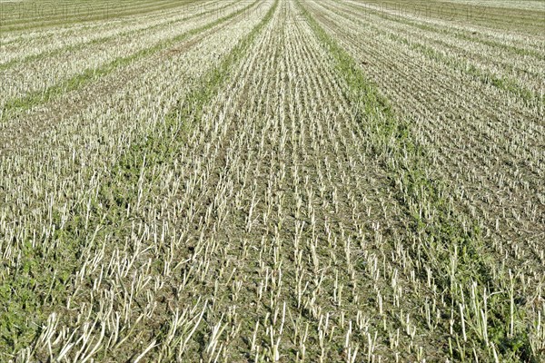 Harvested corn