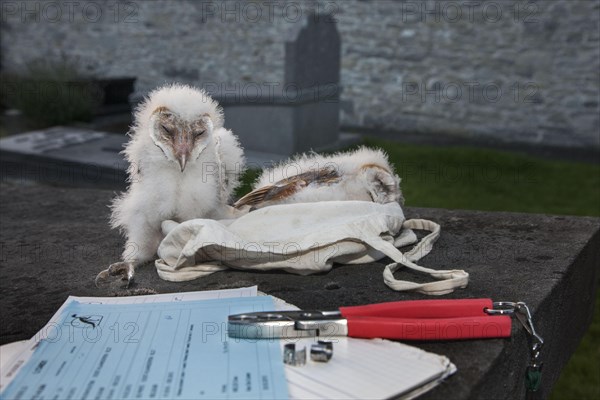 Barn owl