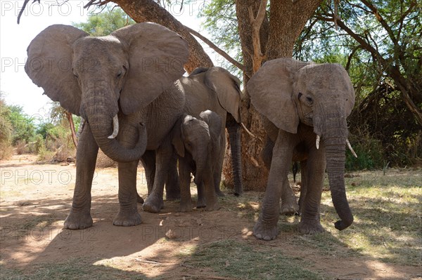 African elephant