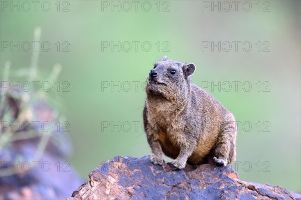 Cape hyrax