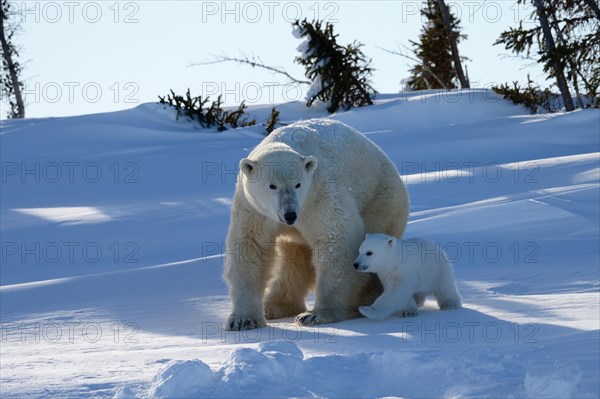 Female polar bear